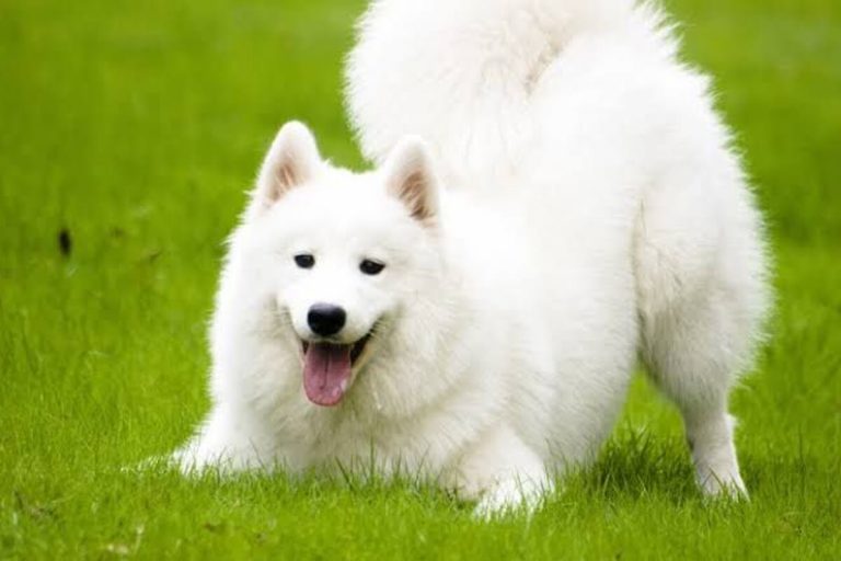 Samoyed Irkı Özellikleri ve Bilinmesi Gerekenler