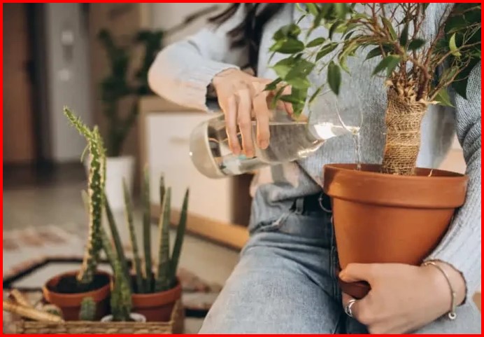 çiçek bakımı ipuçları